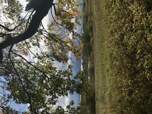 anotherView_griva